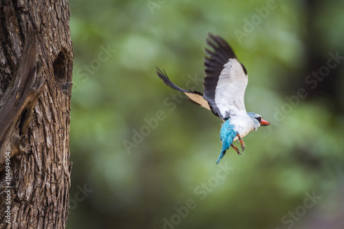Woodland kingfisher in Kruger National park, South Africa © PACO COMO