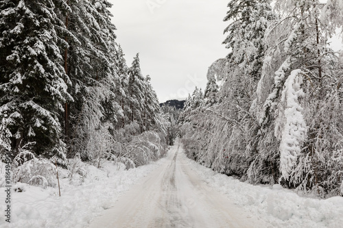 Snow covered road in a Scandinavian pinewood forest with snowy forest floor and pine tree stems, Pinus sylvestris.