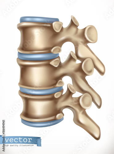 Spine structure. Human skeleton, medicine. 3d vector icon