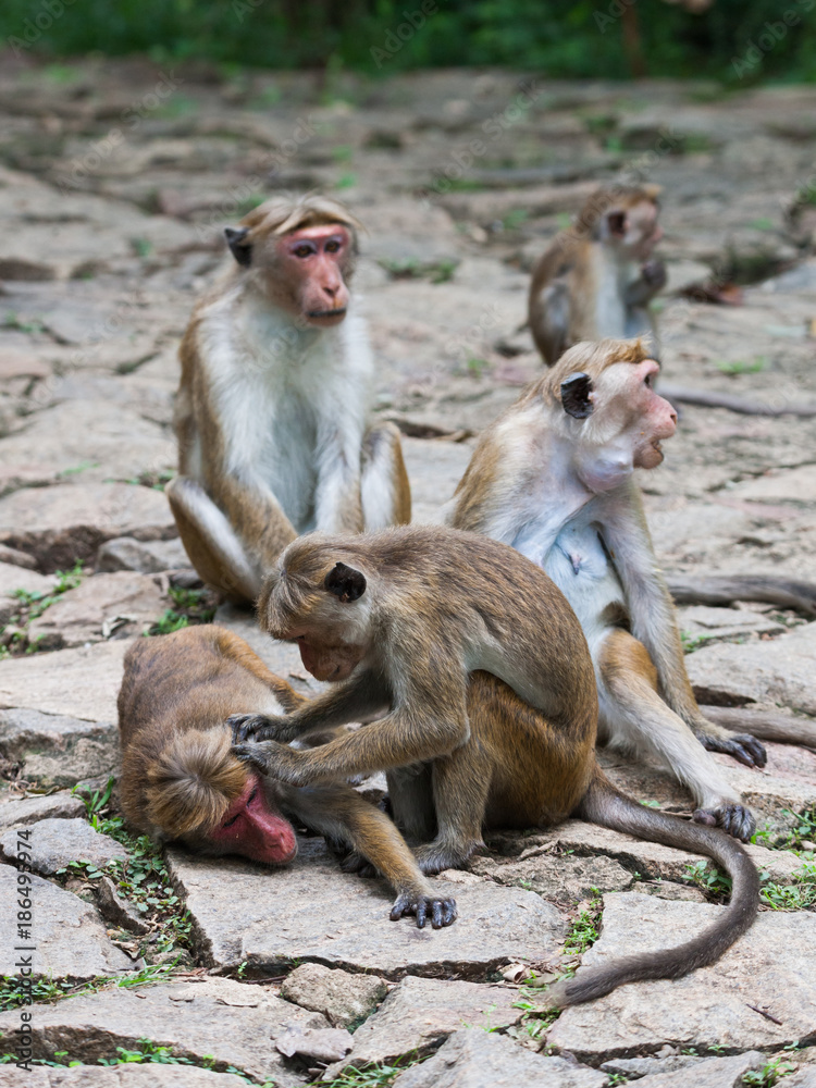 Fototapeta premium Toque macaque monkey, Macaca sinica, Sri Lanka