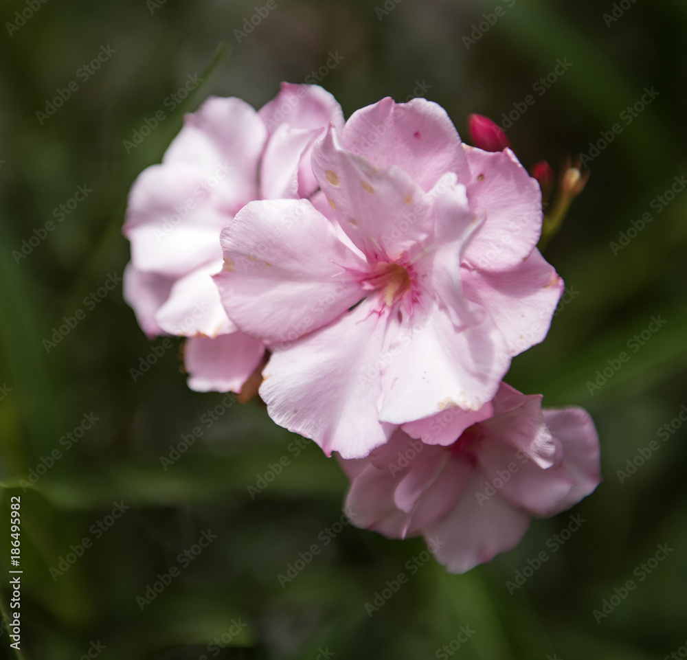 Pink oleander in the garden