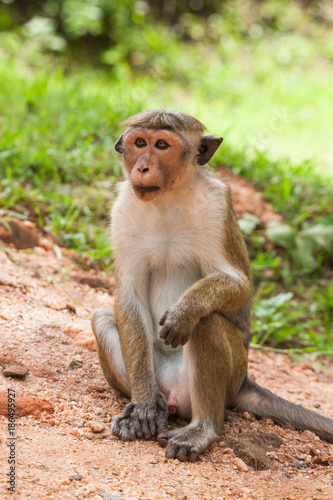 Toque macaque monkey, Macaca sinica, Sri Lanka © djoronimo