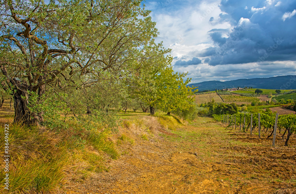 Fototapeta premium Olive trees in Tuscany, Italy