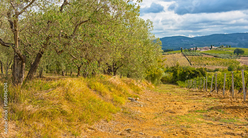 Olive trees in Tuscany  Italy