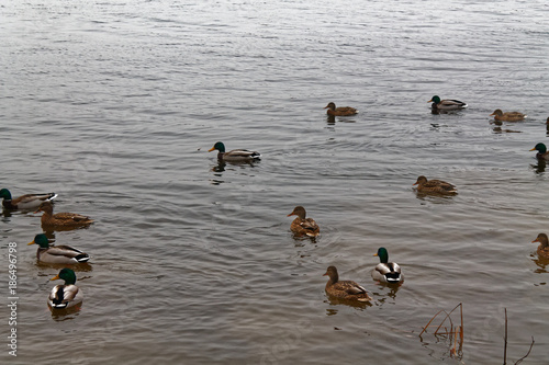 Group of swiming ducks in the river. Cold later autumn or early winter