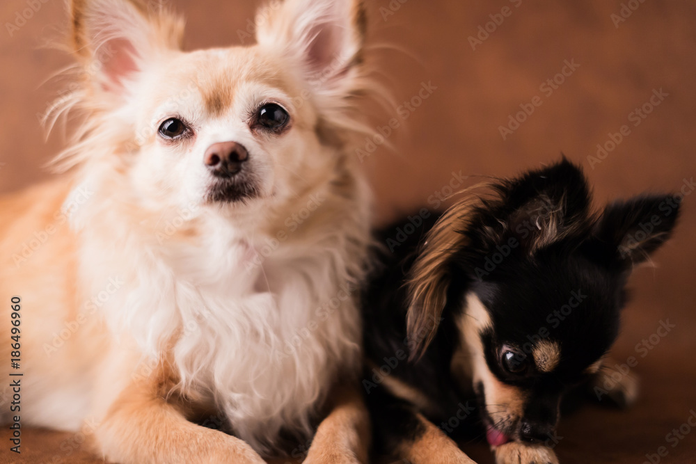 cute chihuahua  dog studio shoot on white leather background