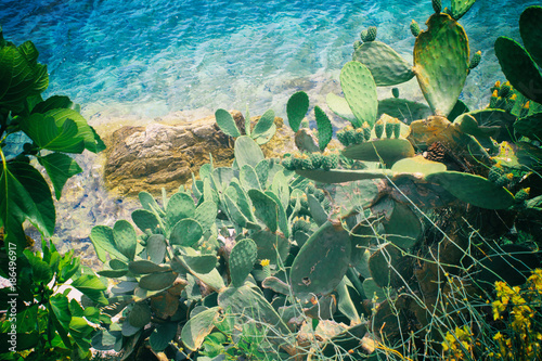 Kaktusy na morzu