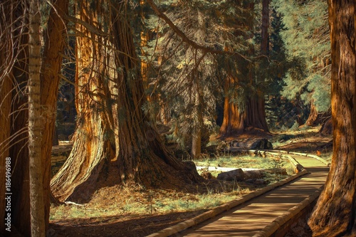 Canvas-taulu Giant Sequoias Trailheads