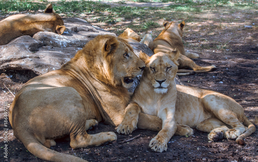 Obraz premium Lion and Lioness in the Safari Park