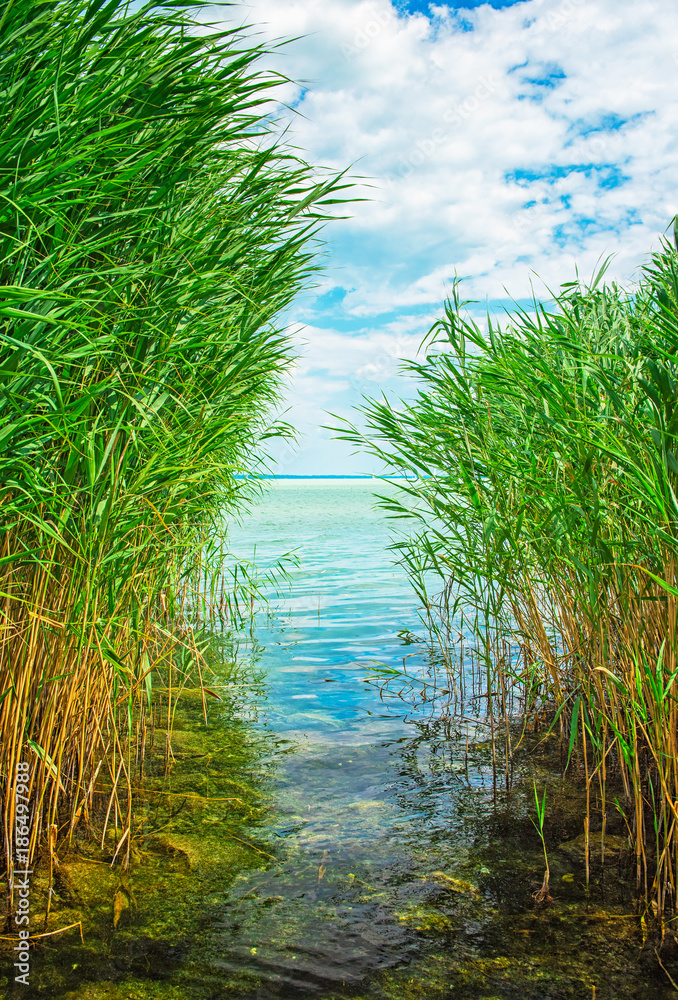 Fototapeta premium Lake Balaton with reed