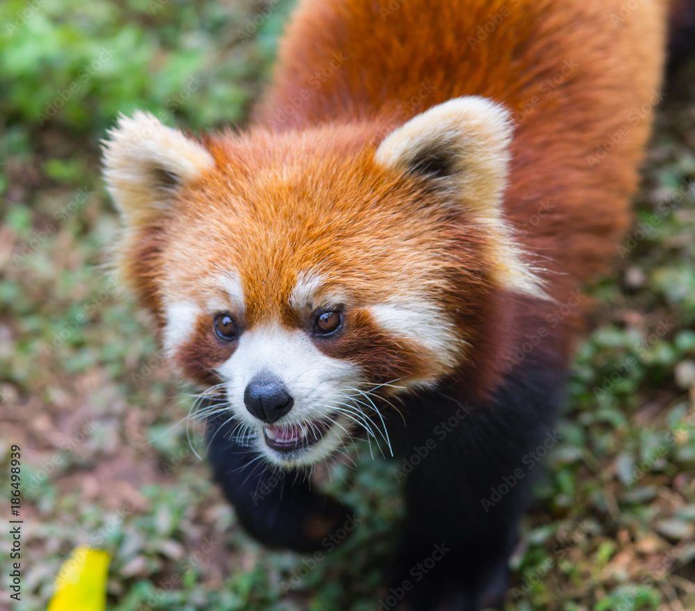 Amazing orange panda Amazing orange panda