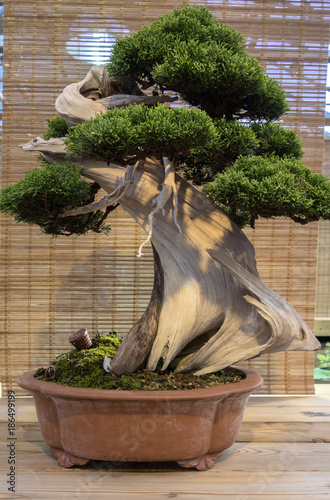 Bonsai Juniperus Chinensis