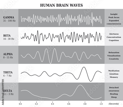 Ondes Cérébrales Humaines Diagramme / Illustration Noir et Blanc