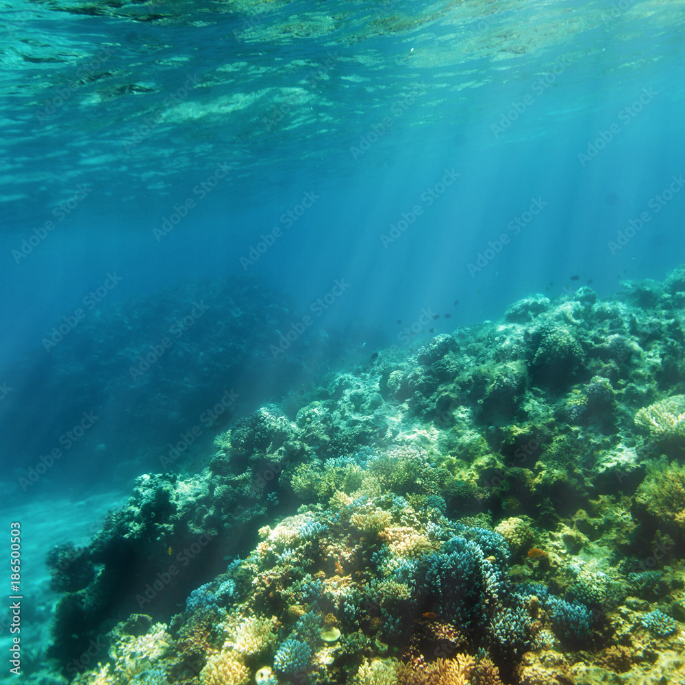 Underwater coral reef on the red sea Underwater coral reef on the red sea