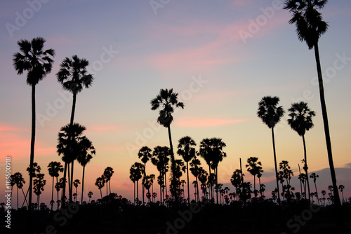 Sunset in the palm tree field