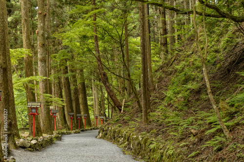 Fototapeta Naklejka Na Ścianę i Meble -  京都の神社へ続く森の中の参道