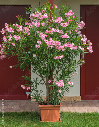 Nice pink oleander in the garden
