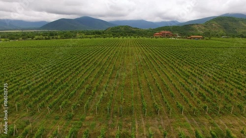 Fantastic aerial view of huge vineyard and mountains, viniculture and farming photo