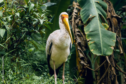 Yellow-billed stork or Mycteria Ibis. Kuala Lumpur Bird Park, Malaysia.