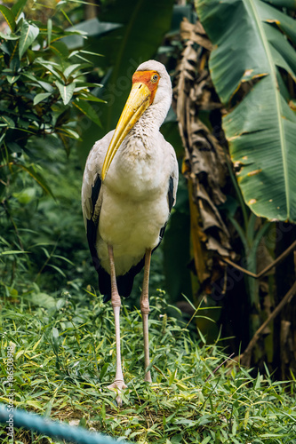 Yellow-billed stork or Mycteria Ibis. Kuala Lumpur Bird Park, Malaysia.