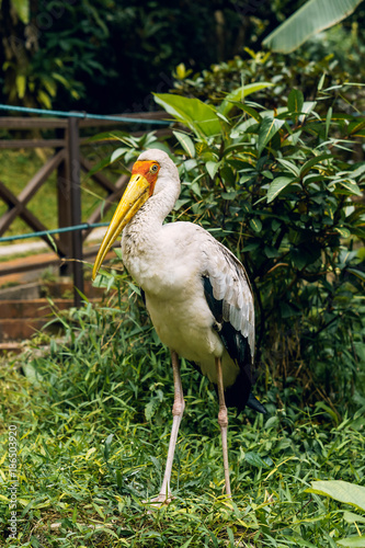 Yellow-billed stork or Mycteria Ibis. Kuala Lumpur Bird Park, Malaysia.