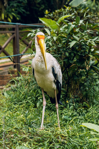 Yellow-billed stork or Mycteria Ibis. Kuala Lumpur Bird Park, Malaysia.