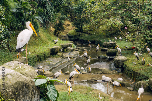 Yellow-billed stork, Mycteria Ibis near river. Kuala Lumpur Bird Park, Malaysia.