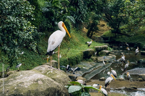 Yellow-billed stork, Mycteria Ibis near river. Kuala Lumpur Bird Park, Malaysia.