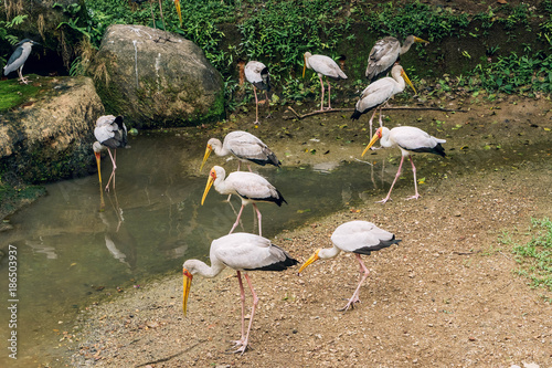 Yellow-billed stork, Mycteria Ibis near river. Kuala Lumpur Bird Park, Malaysia.