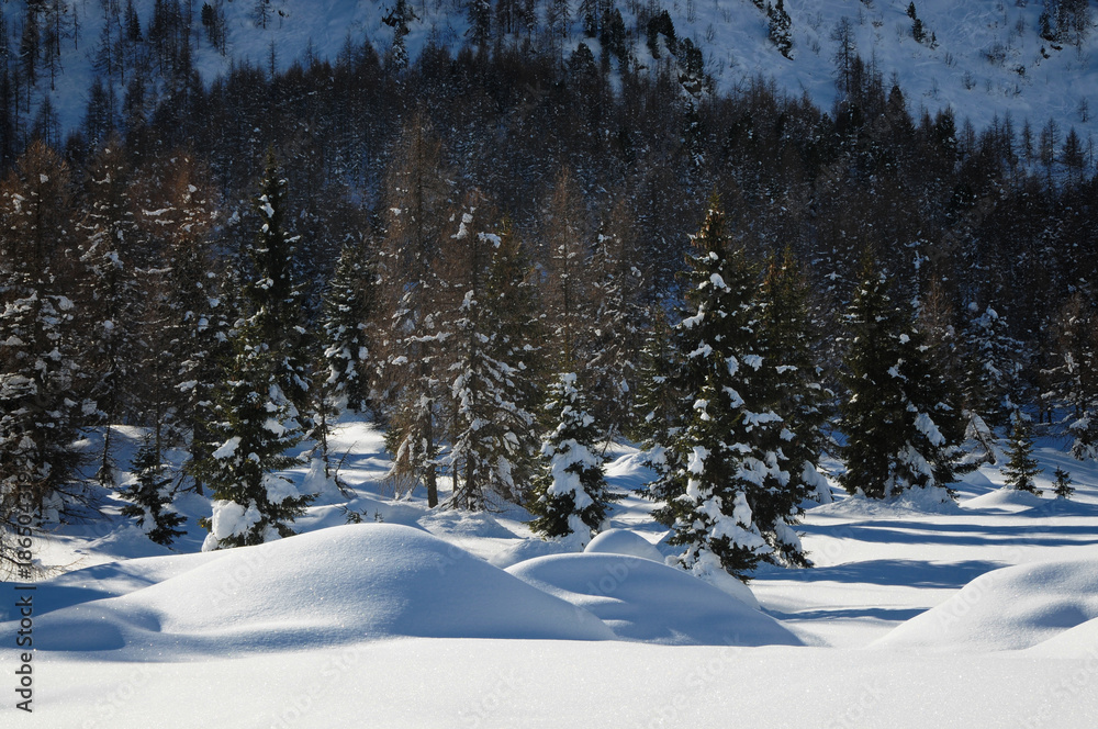 Beautiful and scenic winter landscape at Passo San Pellegrino in Val di Fiemme, Trtentino Alto-Adige, Italy.