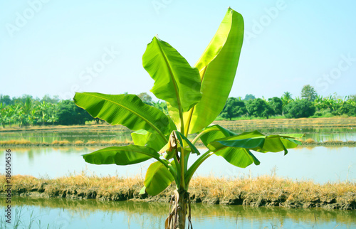 Banana tree and  paddy fields photo