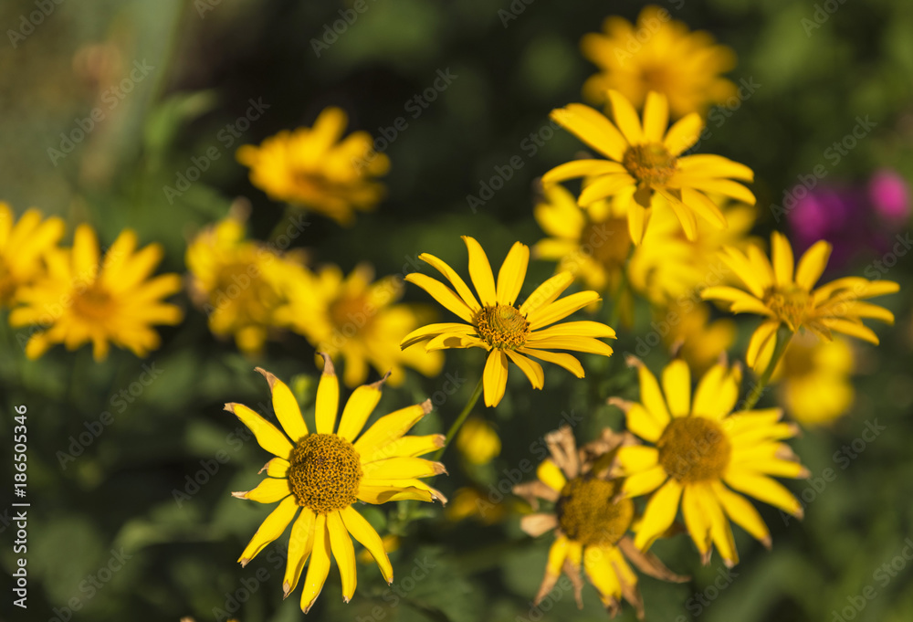 Spring background with beautiful yellow flowers in the garden Spring background with beautiful yellow flowers in the garden