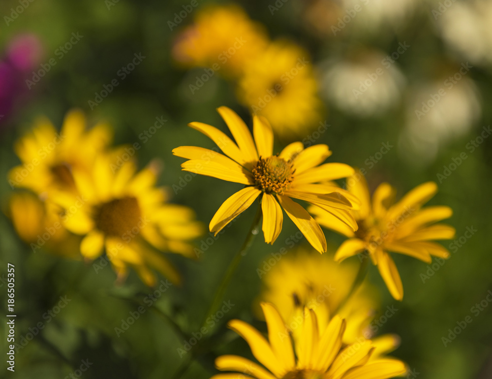 Fototapeta premium Spring background with beautiful yellow flowers in the garden