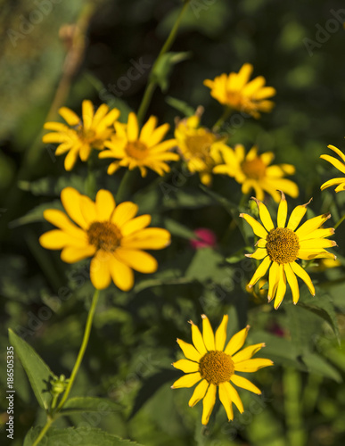 Spring background with beautiful yellow flowers in the garden