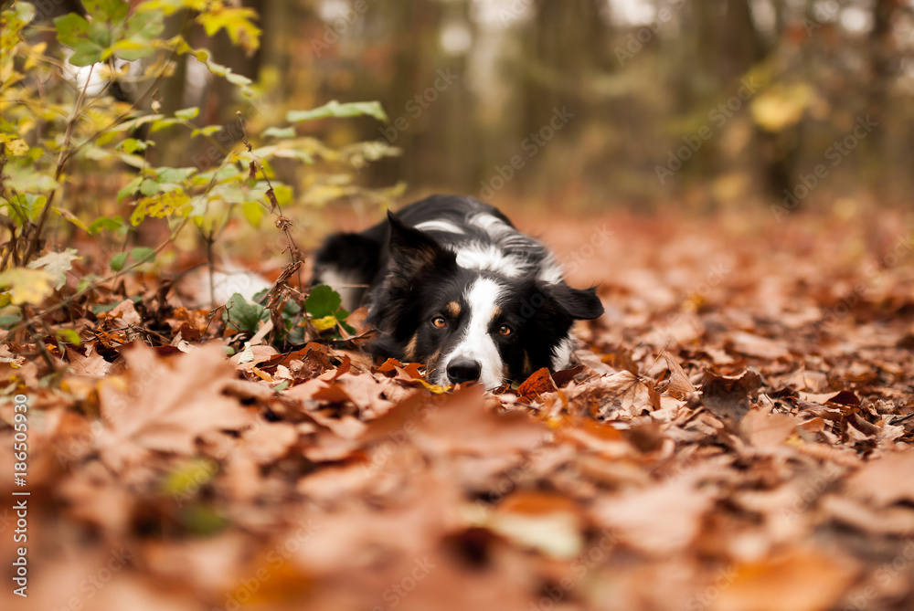Border collie in autumn leaves