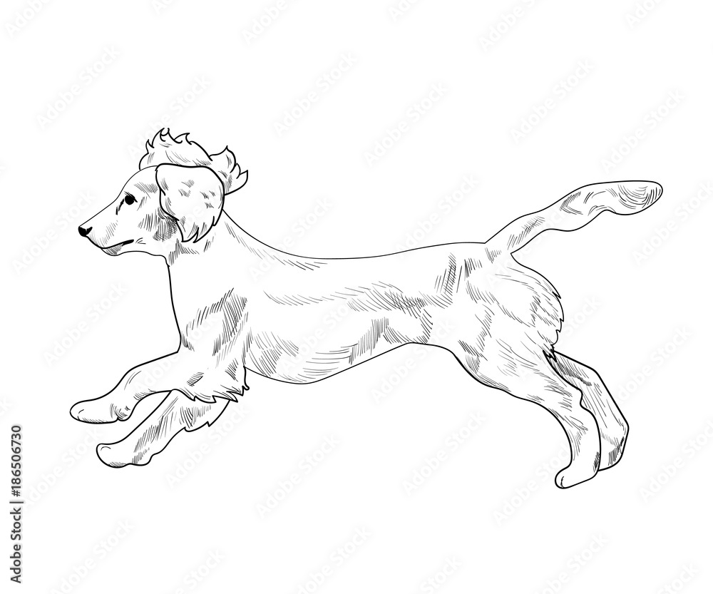 Pointing Cocker Black English Cocker Spaniel Running