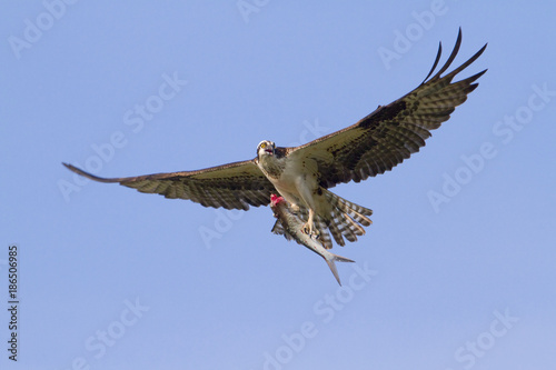 Osprey (Pandion haliaetus) flying with a caught fish, Florida, USA