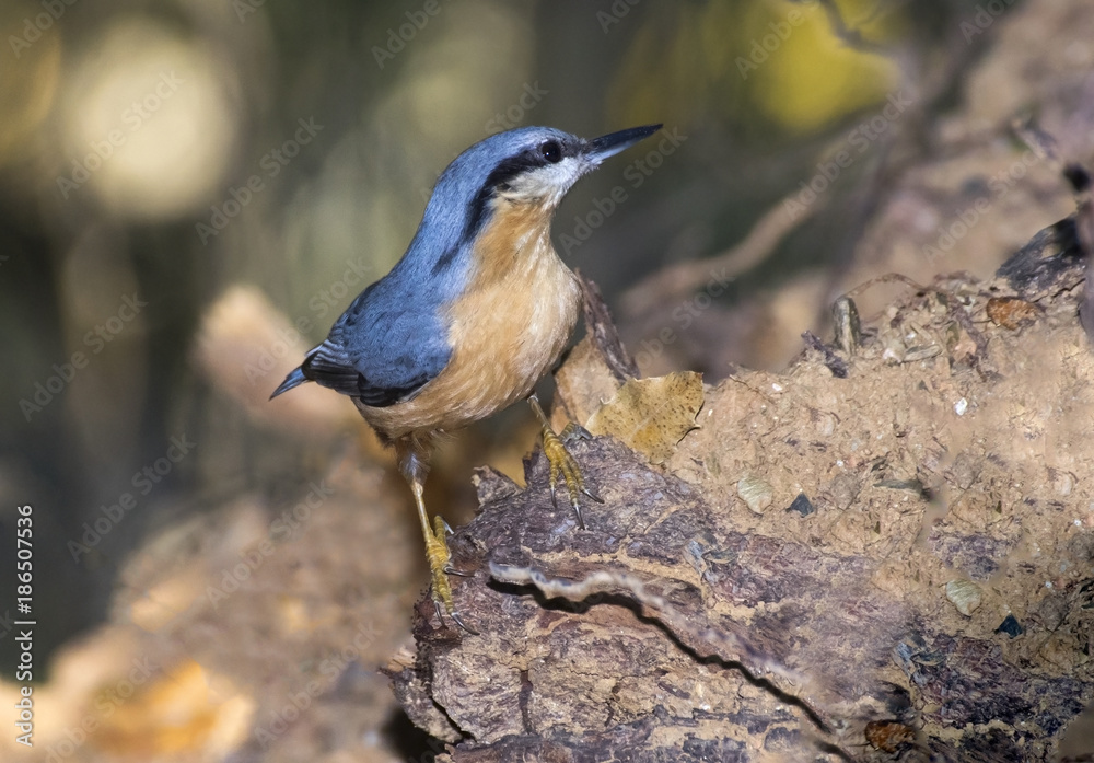 Eurasian Nuthatch (Sitta europaea)