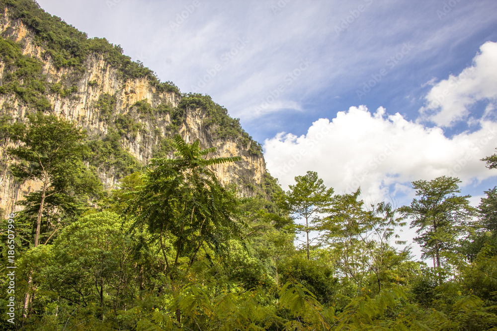 a landscape with a decorative tropical foliage in the garden on the island of Phuket