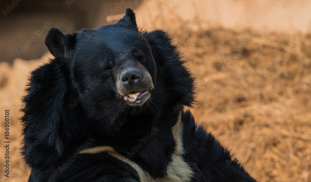 Obraz premium Sloth Bear, National Zoological Park, New Delhi, India