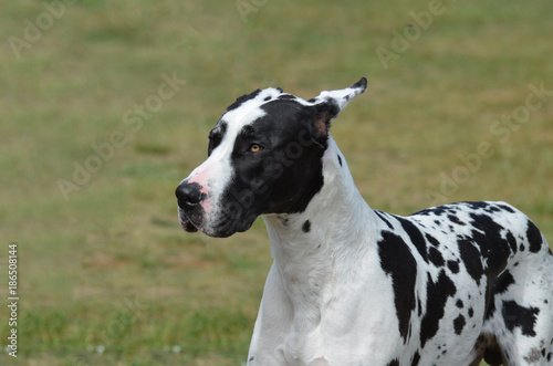 Harlequin Great Dane Dog