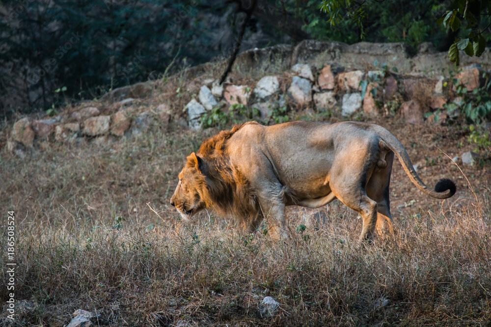 Asiatic Lion, National Zoological Park, New Delhi, India Stock Photo |  Adobe Stock