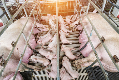 Newborn farrows eating sow's milk