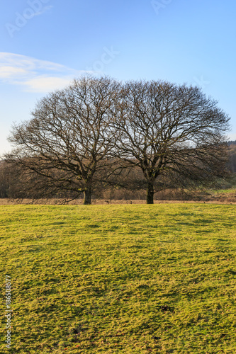 Two Trees in the Countryside
