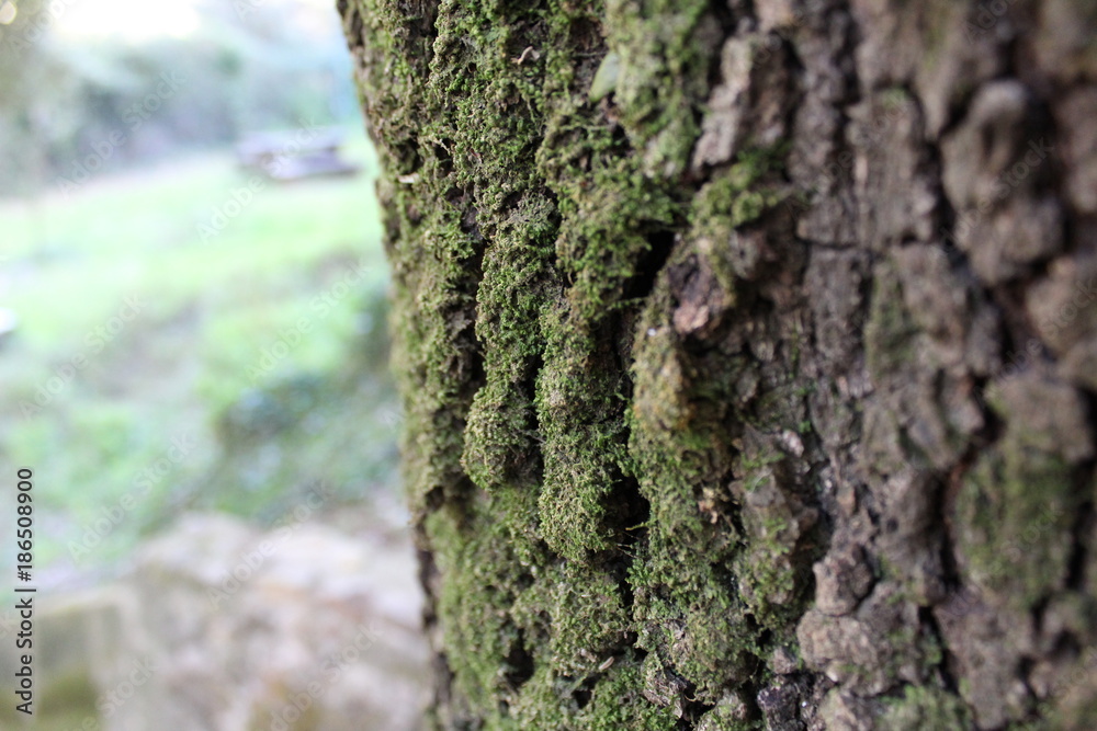 Corteccia Corteccia
