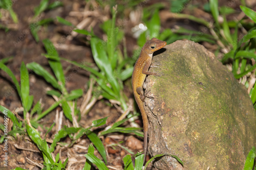 Fototapeta premium Lizard in the rainforest