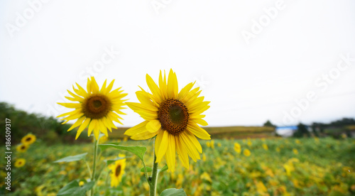 sunflower field in rain