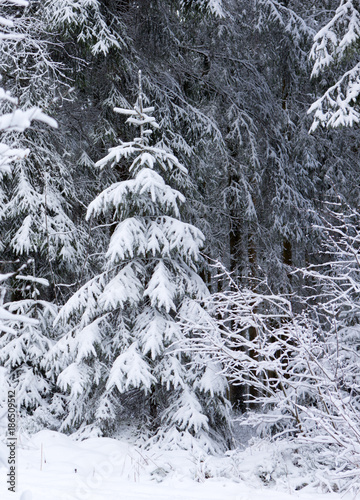 Winter landscape with snow covered fir tree.