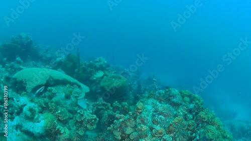 Wallpaper Mural coral life caribbean sea Bonaire island underwater diving  1080P video Torontodigital.ca