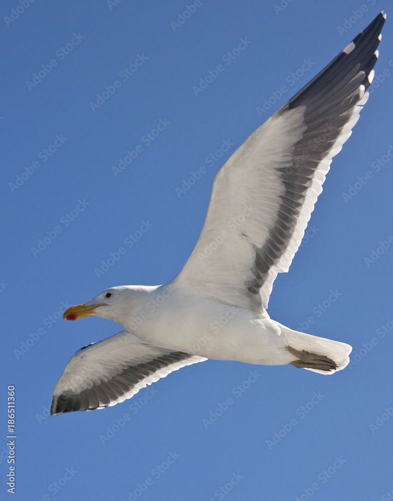 Kelp Gull (Larus dominicanus) - Namibia Kelp Gull (Larus dominicanus) - Namibia
